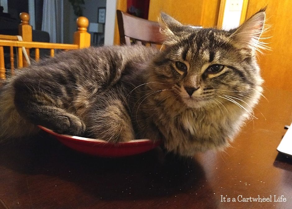 cat in bowl