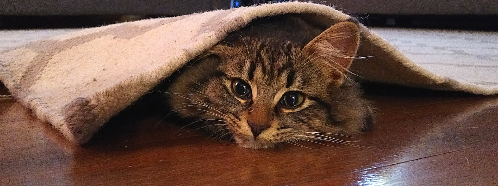 cat under carpet