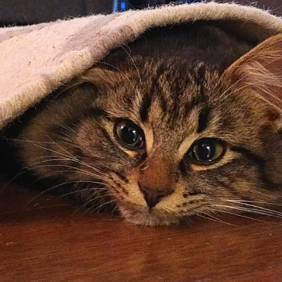 cat under carpet