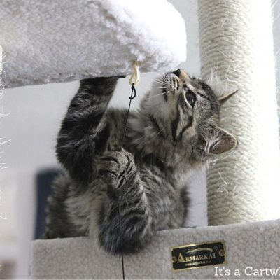 kitten playing on cat tree