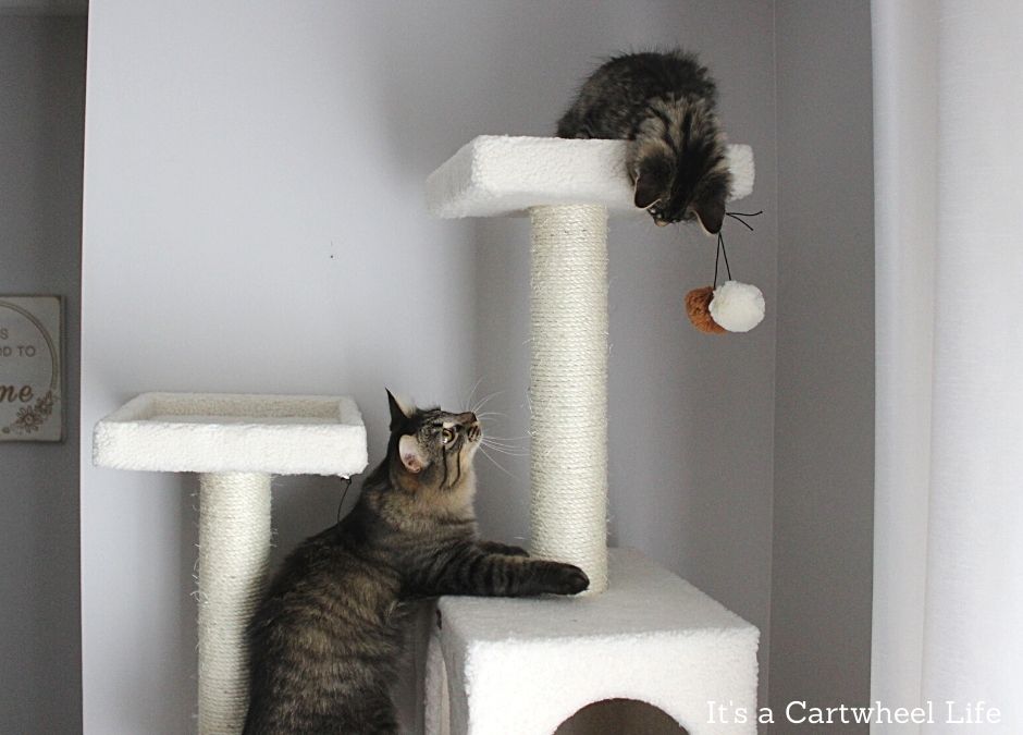 cats playing on cat tree