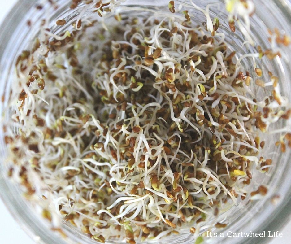 alfalfa sprouts growing in jar, top view