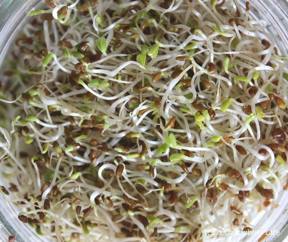 alfalfa sprouts fully grown, closeup view