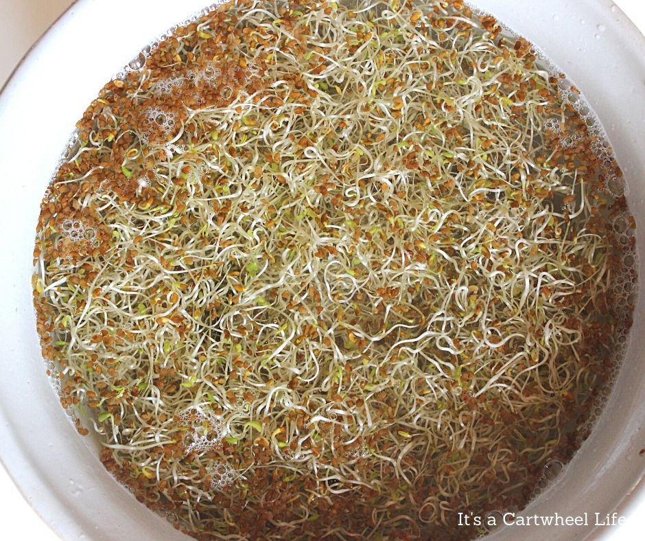 alfalfa sprouts in bowl