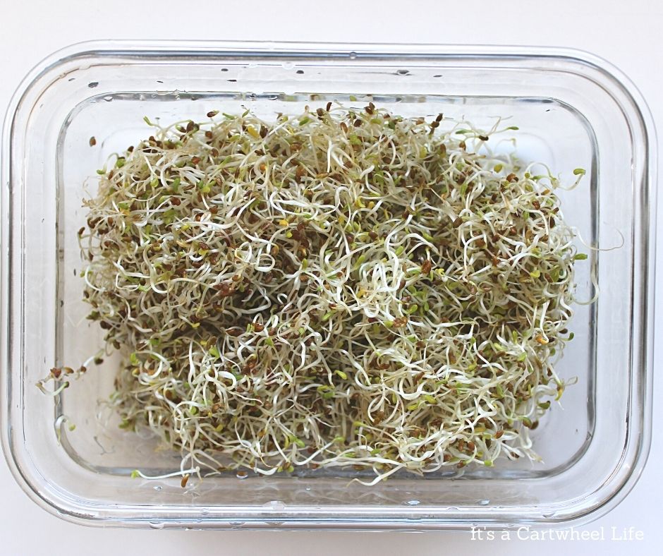alfalfa sprouts in glass container