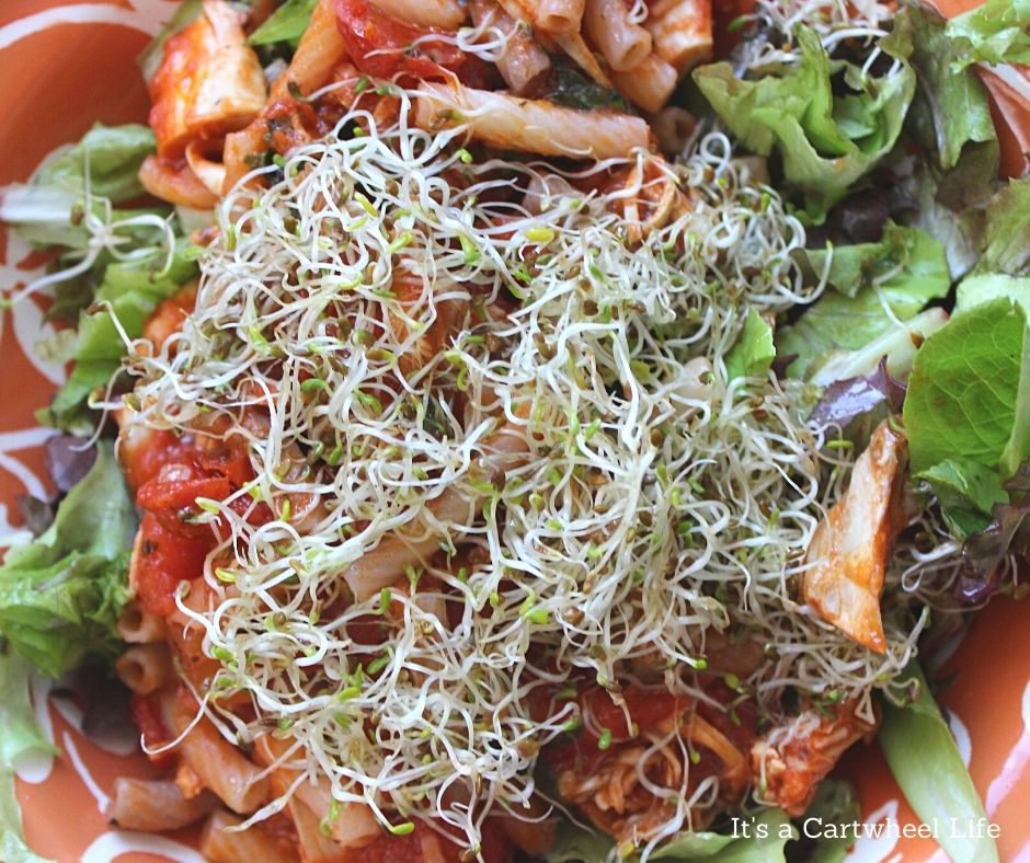 alfalfa sprouts on pasta dish