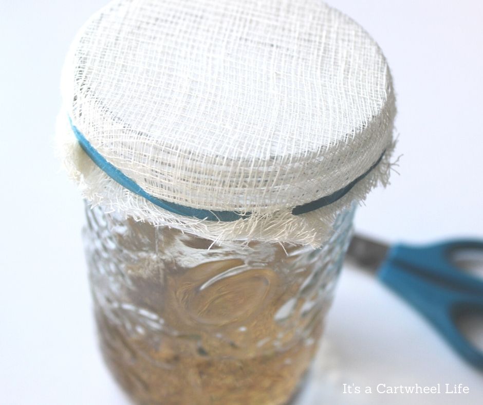 cheesecloth covering jar with elastic