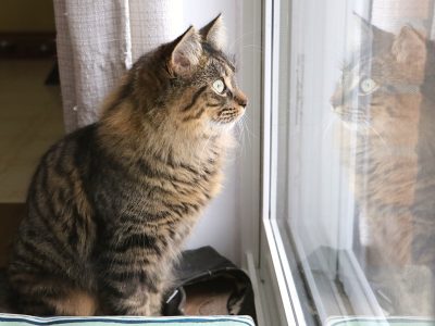 Mitzi staring at window