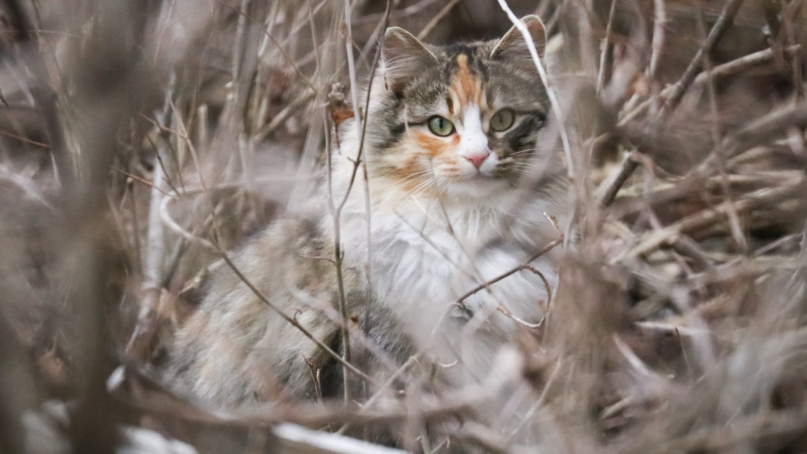 cat in forest